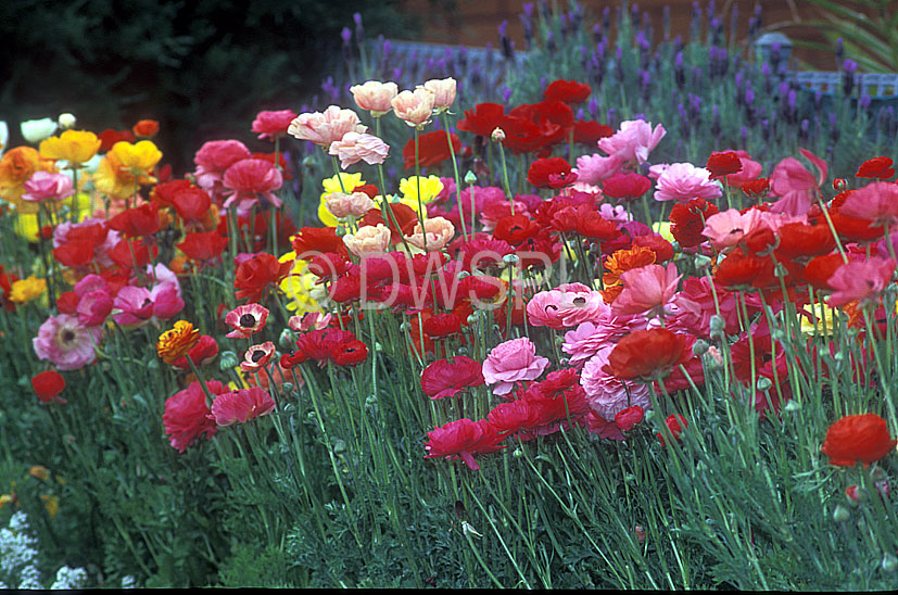 گل آلاله پُرپَر